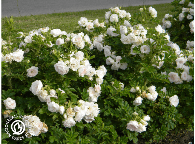 Rosa rugosa   'Rītausma'